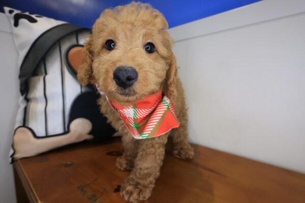 Echo Goldendoodle 01