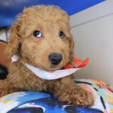 Echo Goldendoodle 02