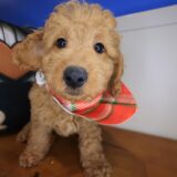 Echo Goldendoodle 03