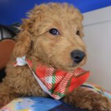 Echo Goldendoodle 04