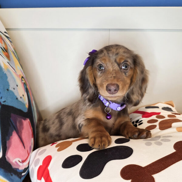Elowen Dachshund 01