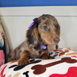 Elowen Dachshund 03