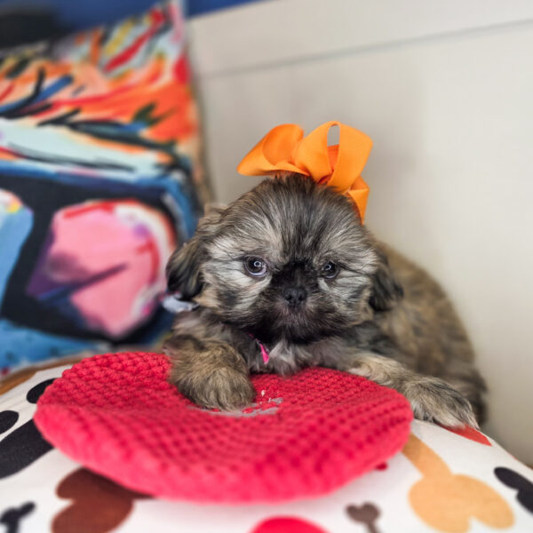 Fernie Shih Tzu 01