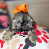 Fernie Shih Tzu 02
