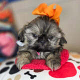 Fernie Shih Tzu 03