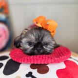 Fernie Shih Tzu 04