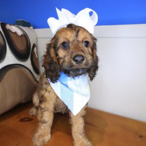 Flossy Cockapoo 01 Flossy Cockapoo 01