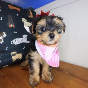 Flower Morkie 01 Flower Morkie 01