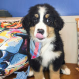 Fox Bernese Mountain 01