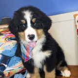Fox Bernese Mountain 02