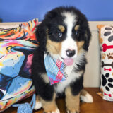 Fox Bernese Mountain 03