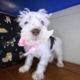 Francesca Schnauzer 01