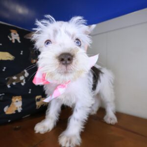 Francesca Schnauzer 01 Francesca Schnauzer 01