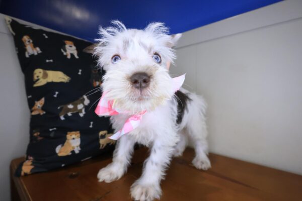 Francesca Schnauzer 01