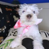 Francesca Schnauzer 02