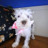 Francesca Schnauzer 03