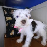 Francesca Schnauzer 04