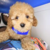 Gordo Cockapoo 01