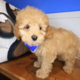 Gordo Cockapoo 02