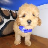Gordo Cockapoo 03