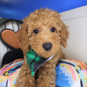 Guinness Goldendoodle 01
