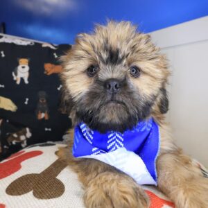 Guinness Shih Tzu 01 Guinness Shih Tzu 01