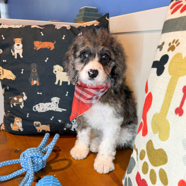 Hans Cockapoo 01