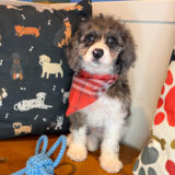Hans Cockapoo 02