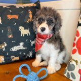 Hans Cockapoo 04