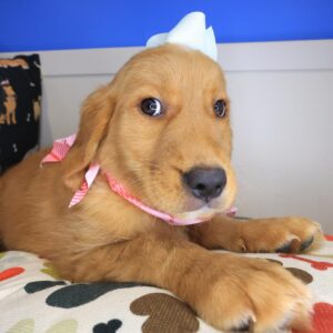 Hester Golden Retriever 01 Hester Golden Retriever 01