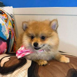 Isis Pomeranian 01 Isis Pomeranian 01