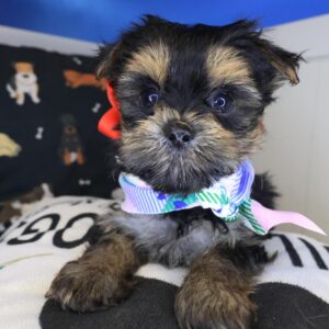 Isla Morkie 01 Isla Morkie 01