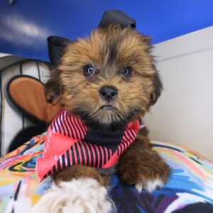 Jaclyn Shorkie 01 Jaclyn Shorkie 01