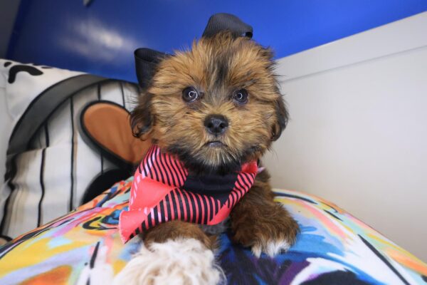 Jaclyn Shorkie 01