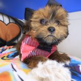 Jaclyn Shorkie 02