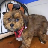 Jaclyn Shorkie 04