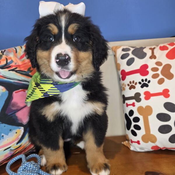Jovie Bernese Mountain 01