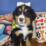 Jovie Bernese Mountain 04