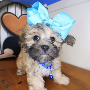 Kiwi Shihpoo 01