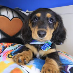 Kudo Dachshund 01