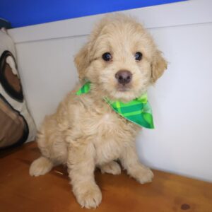 Kyro Goldendoodle 01 Kyro Goldendoodle 01