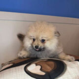 LaStat Pomeranian 02
