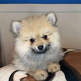 LaStat Pomeranian 03
