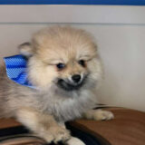 LaStat Pomeranian 04