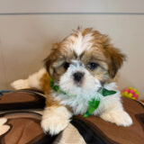 Lager Shih Tzu 01