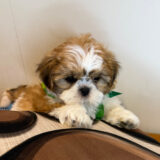 Lager Shih Tzu 03