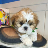 Lager Shih Tzu 04