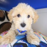 Levi Maltipoo 01