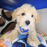 Levi Maltipoo 03