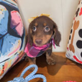 Lush Dachshund 01